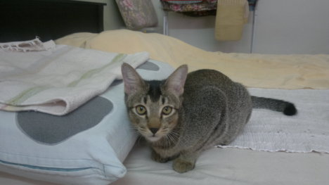 Picture of a cat / kitten / feline