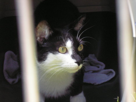 Picture of a cat / kitten / feline