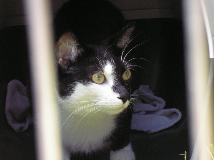 Picture of a cat / kitten / feline