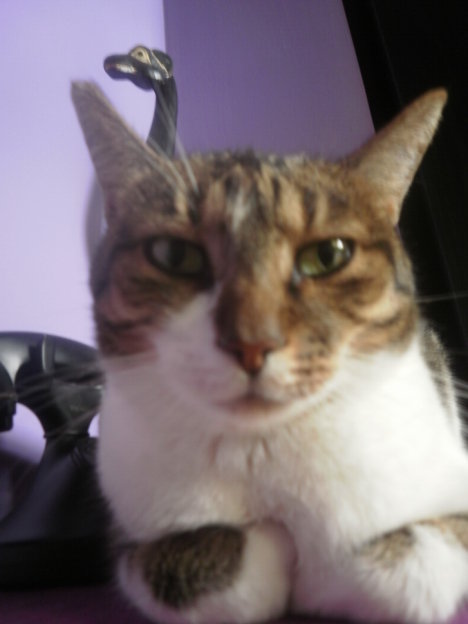 Picture of a cat / kitten / feline