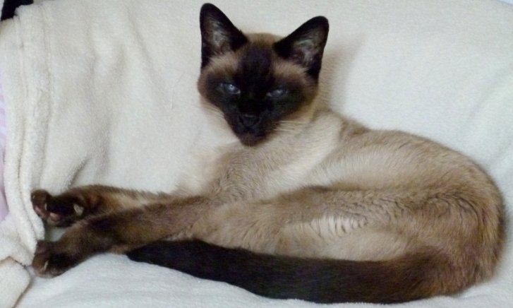 Picture of a cat / kitten / feline