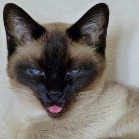 Picture of a cat / kitten / feline