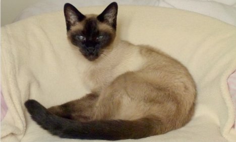 Picture of a cat / kitten / feline