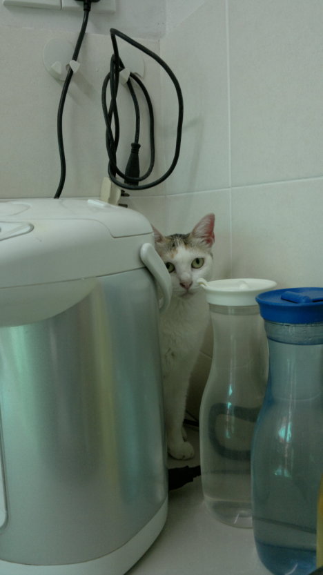 Picture of a cat / kitten / feline