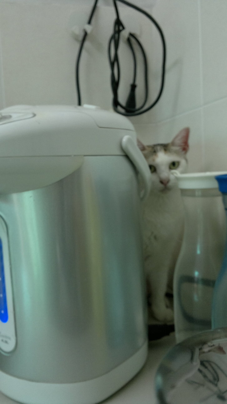 Picture of a cat / kitten / feline