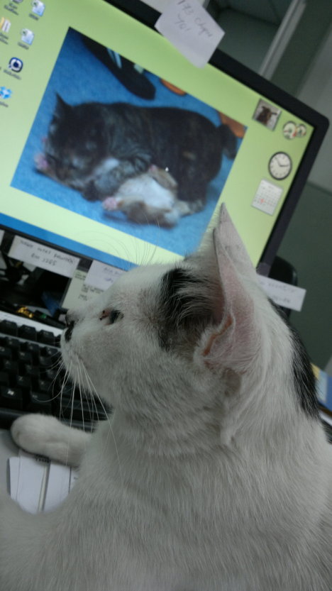 Picture of a cat / kitten / feline