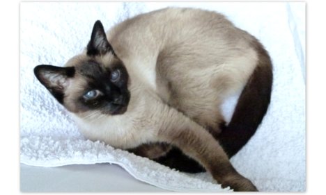 Picture of a cat / kitten / feline