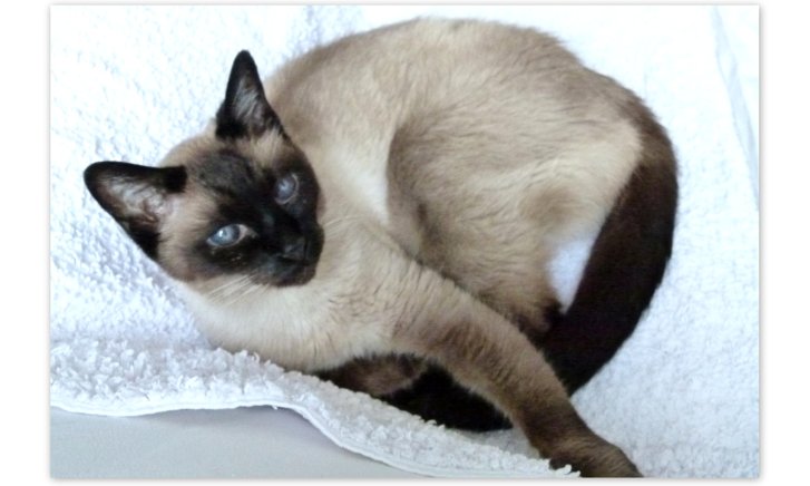 Picture of a cat / kitten / feline