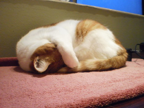 Picture of a cat / kitten / feline