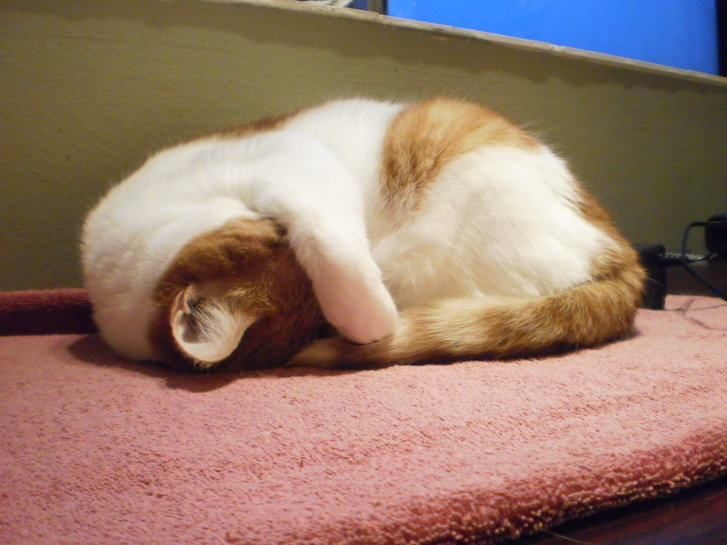 Picture of a cat / kitten / feline