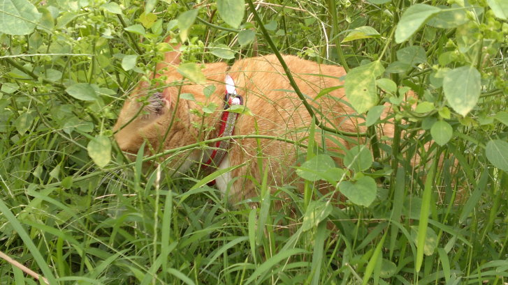 Picture of a cat / kitten / feline