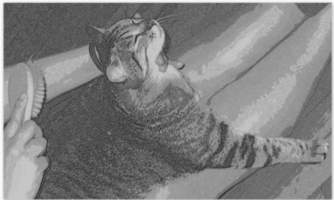 Picture of a cat / kitten / feline