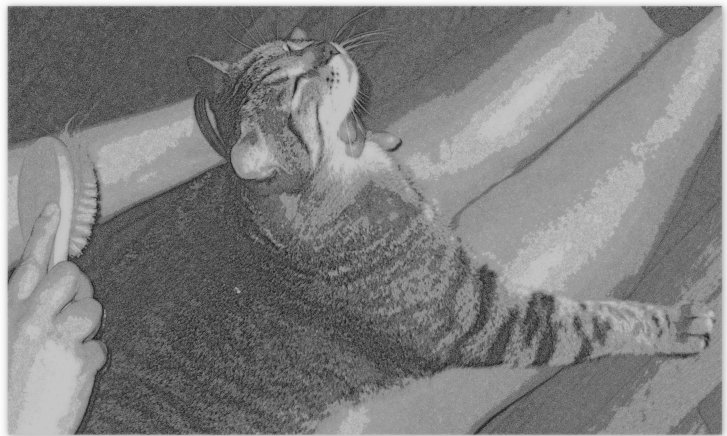 Picture of a cat / kitten / feline