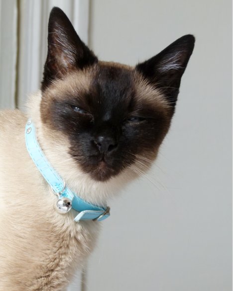 Picture of a cat / kitten / feline