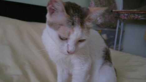 Picture of a cat / kitten / feline