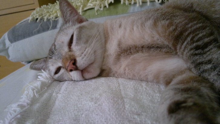 Picture of a cat / kitten / feline