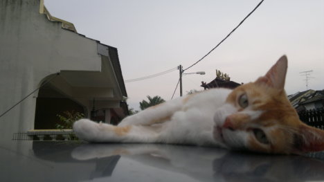 Picture of a cat / kitten / feline