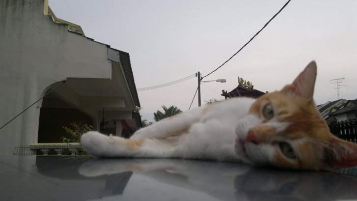 Picture of a cat / kitten / feline