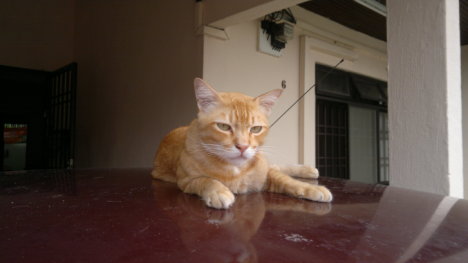 Picture of a cat / kitten / feline