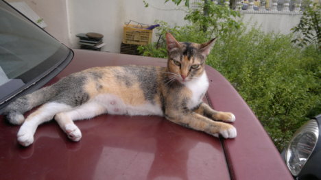 Picture of a cat / kitten / feline