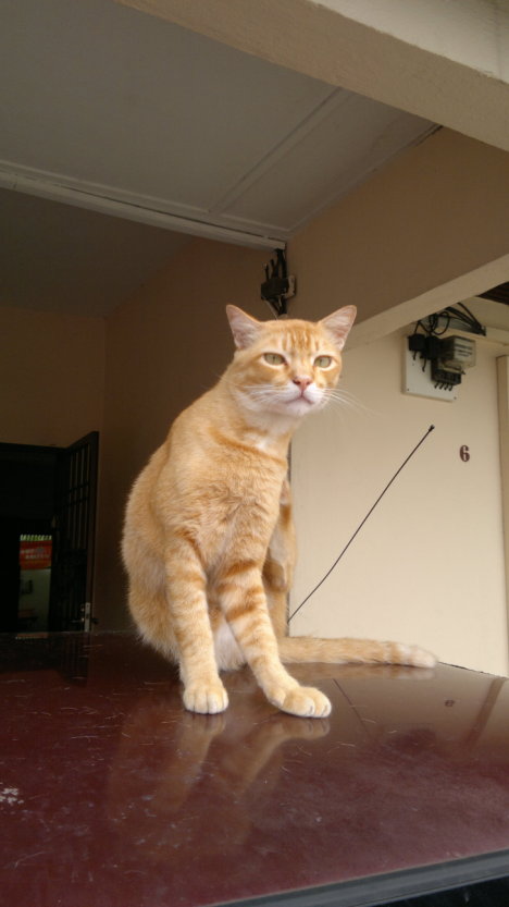 Picture of a cat / kitten / feline