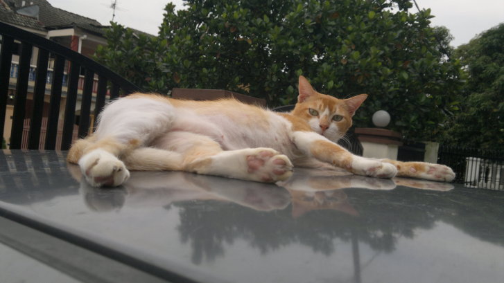 Picture of a cat / kitten / feline