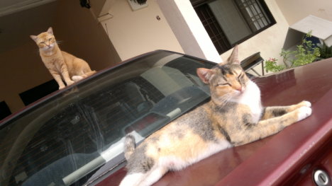 Picture of a cat / kitten / feline