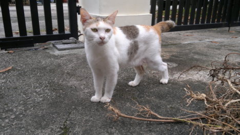 Picture of a cat / kitten / feline