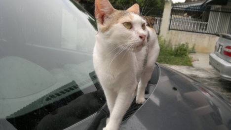 Picture of a cat / kitten / feline