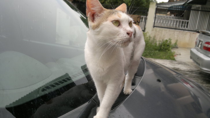 Picture of a cat / kitten / feline