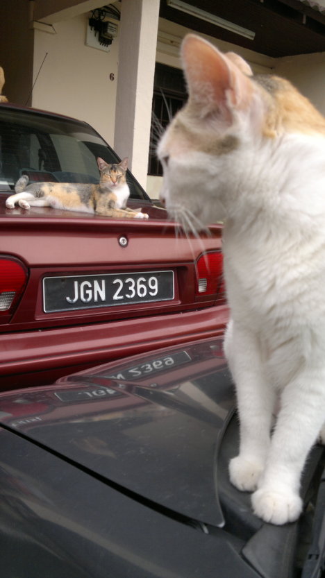 Picture of a cat / kitten / feline