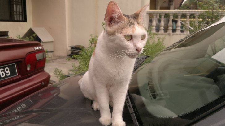 Picture of a cat / kitten / feline