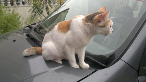 Picture of a cat / kitten / feline