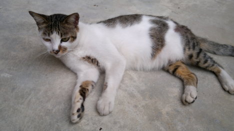 Picture of a cat / kitten / feline