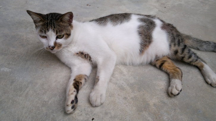 Picture of a cat / kitten / feline