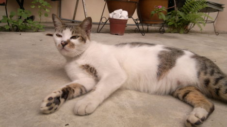 Picture of a cat / kitten / feline