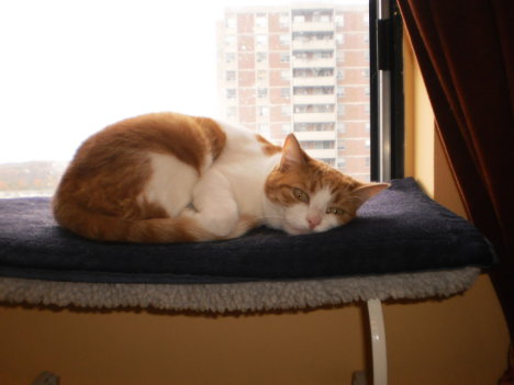 Picture of a cat / kitten / feline