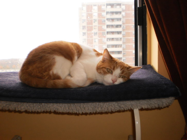 Picture of a cat / kitten / feline