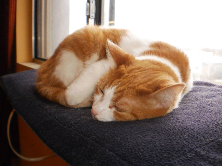 Picture of a cat / kitten / feline