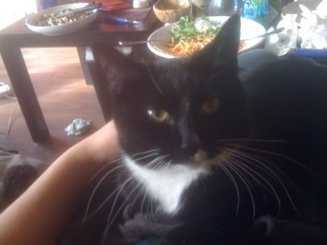 Picture of a cat / kitten / feline