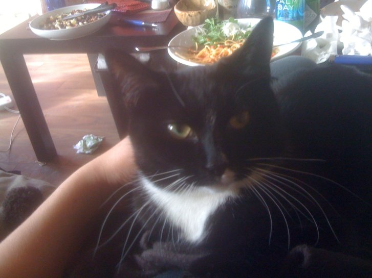 Picture of a cat / kitten / feline