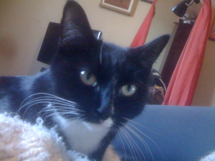 Picture of a cat / kitten / feline