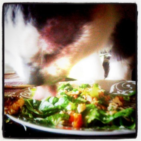 Picture of a cat / kitten / feline