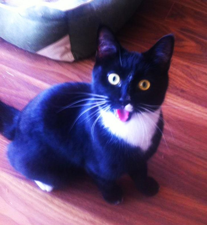 Picture of a cat / kitten / feline