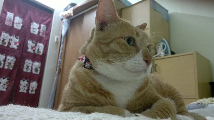 Picture of a cat / kitten / feline