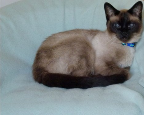 Picture of a cat / kitten / feline