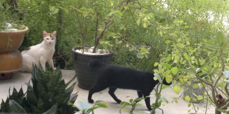 Picture of a cat / kitten / feline