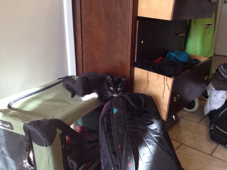 Picture of a cat / kitten / feline