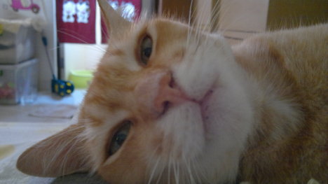 Picture of a cat / kitten / feline