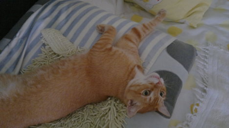 Picture of a cat / kitten / feline